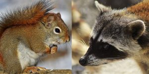 Now that spring is here squirrels and raccoons become more active