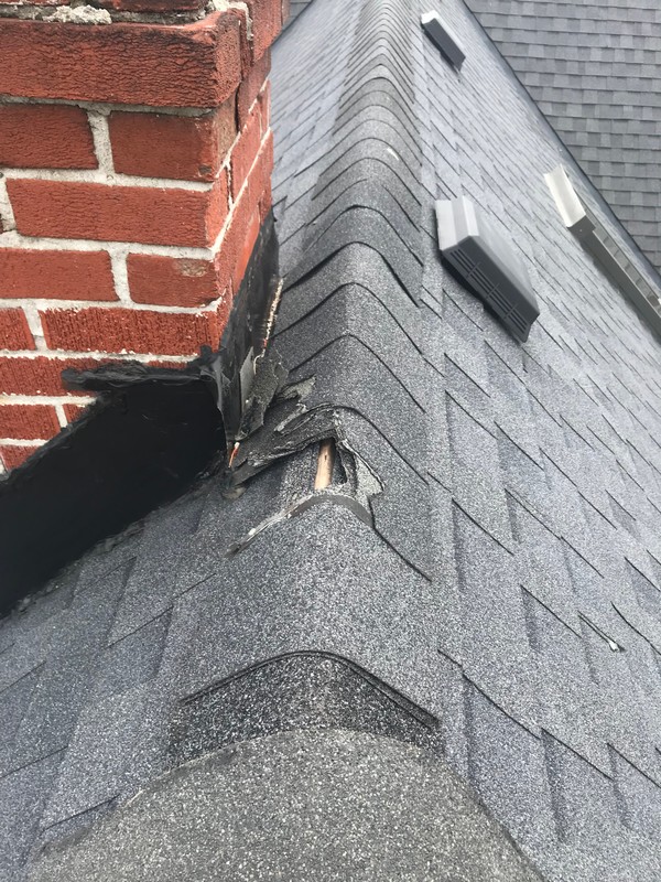 Raccoon damage to shingle roof on home in Whitby