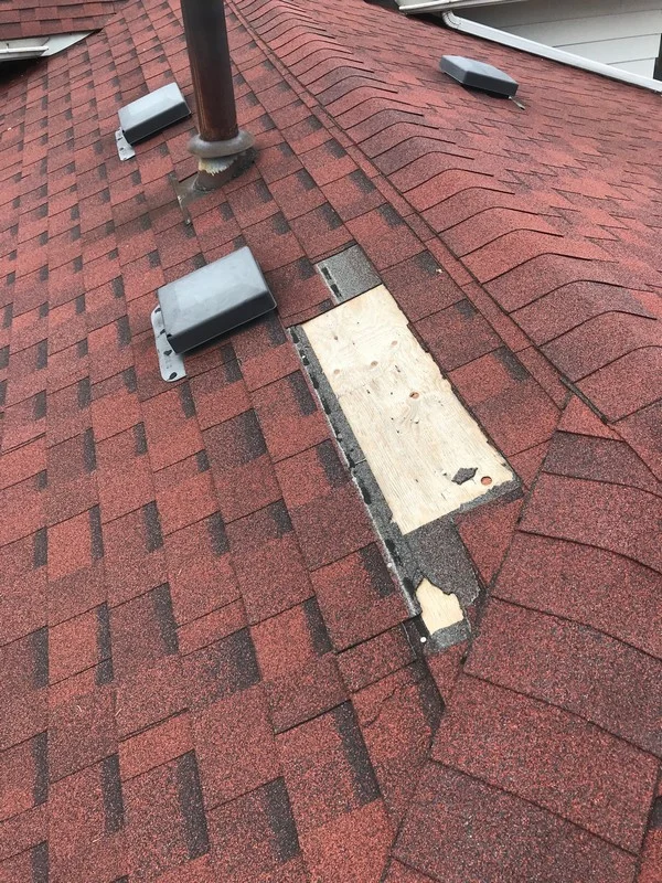 Raccoon damage to shingle roof on residential roof in Scarborough